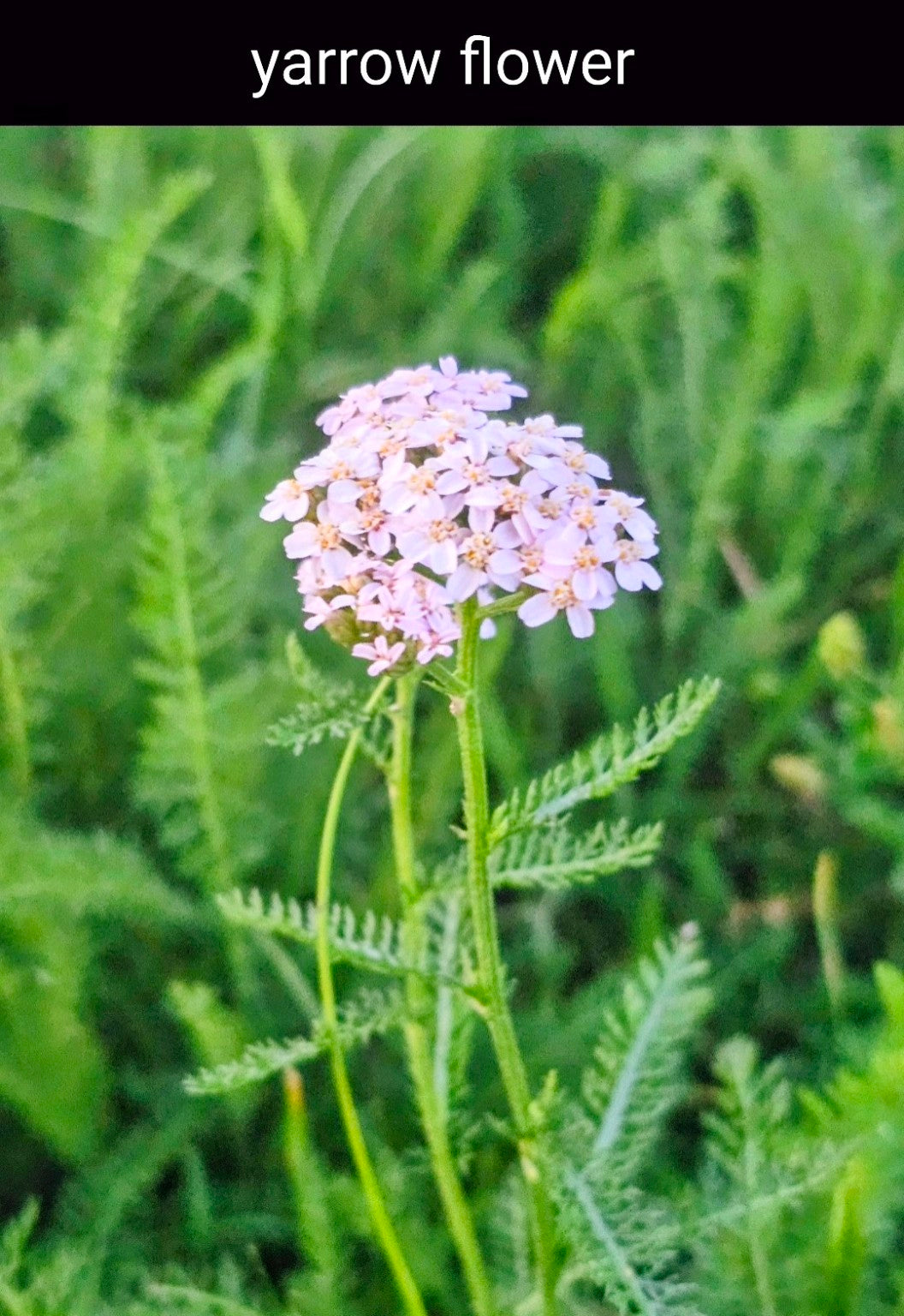 Yarrow Bundle (Achillea millefolium)